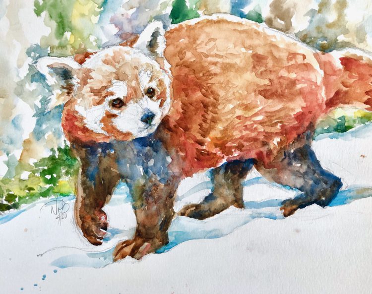 Red panda
